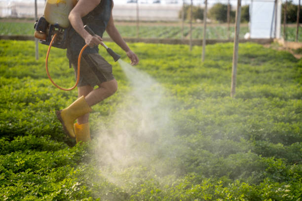 Best Local Pest Control Services  in Montrose, MN